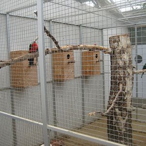 Hald Ege Miniregnskov - Desert area - King parrot aviary