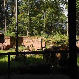 Bearded vulture aviary