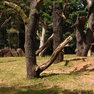 Free-ranging sousliks