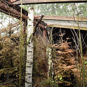 Siberian forest aviary