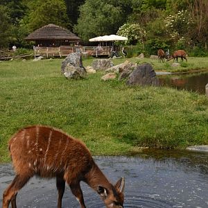 Sitatunga