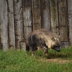 Brown hyena