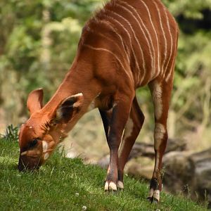 Mountain bongo