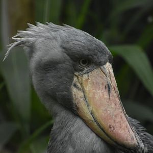 Shoebill