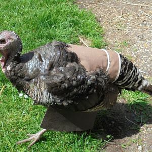 Bronze Turkey with attachment 2017