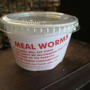 Mealworms to Feed Birds 2017