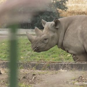 Eastern Black Rhinoceros