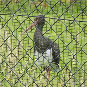 Black Stork in the Wetland Bird Aviary