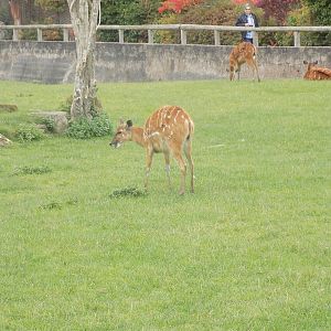 Western Sitatunga