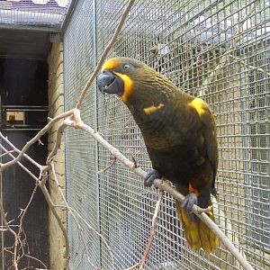 Duyvenbodes Lory 2017