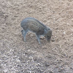 Negros Island Warty Piglet