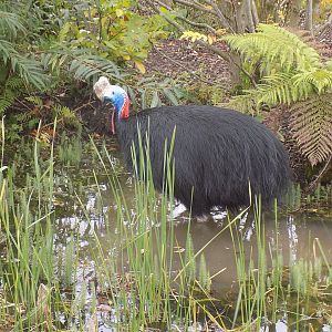 Southern Cassowary in water