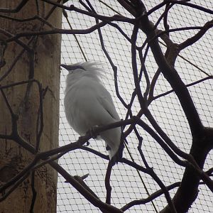 Bali Myna