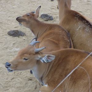 Javan Banteng