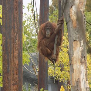 Indah the Sumatran Orangutan