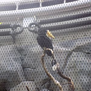 Javan Rhinoceros Hornbill
