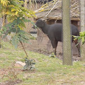 Lowland Anoa
