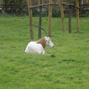 Scimitar-Horned Oryx