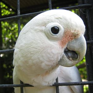 Goffins Cockatoo 2017