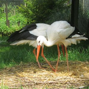 Nesting European white storks 2017
