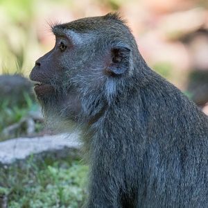 Crab-eating Macaque