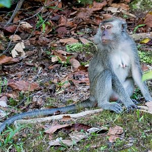 Crab-eating Macaque