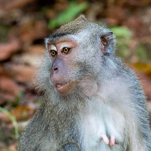 Crab-eating Macaque