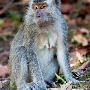 Crab-eating Macaque
