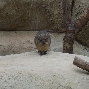 Rock Hyrax