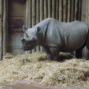 Eastern Black Rhinoceros