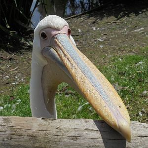 Pink backed pelican 2017