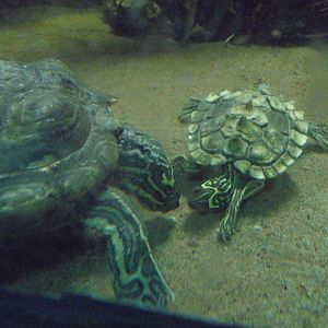 Black-knobbed Map Turtle Pair 2017