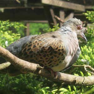 European Turtle Dove 2017.