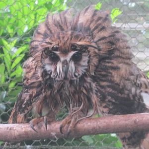 Peruvian Striped Owl  2017