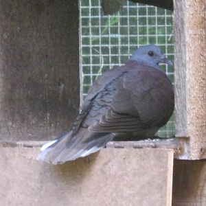 Madagascar Turtle Dove 2017