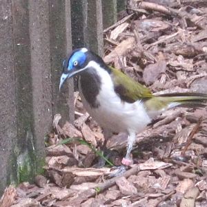 Blue-faced  honeyeater 2017