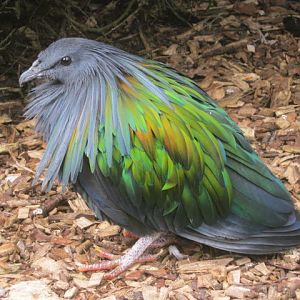 Nicobar Pigeon 2017