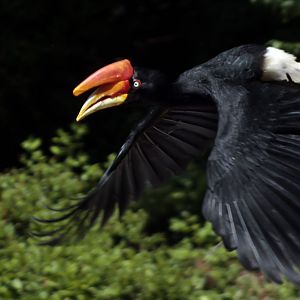 Jun. 2017 - Wings Of Wonder - Rhinoceros Hornbill