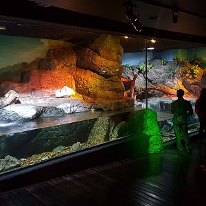 Asian small-clawed otter exhibit