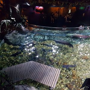 Giant freshwater fish exhibit