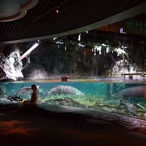 Giant freshwater fish exhibit