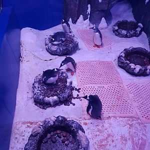 Gentoo penguin nesting area