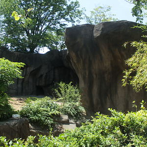 Jun. 2017 - Gorilla World Renovations - Added Rock Wall for Future Glass Viewing