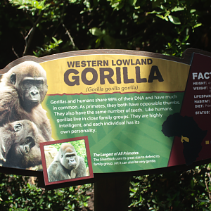 Jun. 2017 - Gorilla World Renovations - New Signage