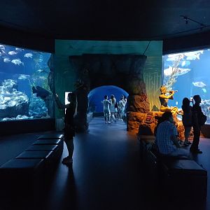 Shark exhibit