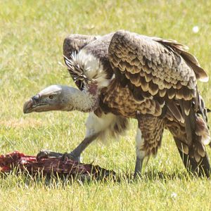 Jun. 2017 - Africa - Ruppell's Vulture