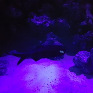 Splitfin flashlight fish