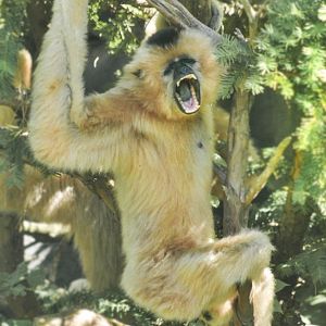Jun. 2017 - Gibbon Islands - Buff-cheeked Gibbon