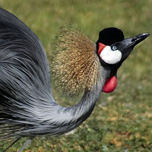 Jun. 2017 - Africa - Grey Crowned Crane