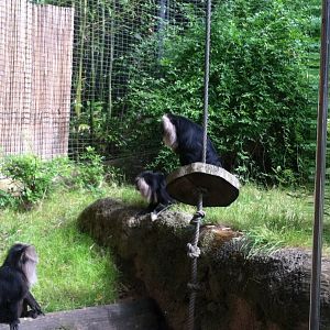 Lion-Tailed Macaques